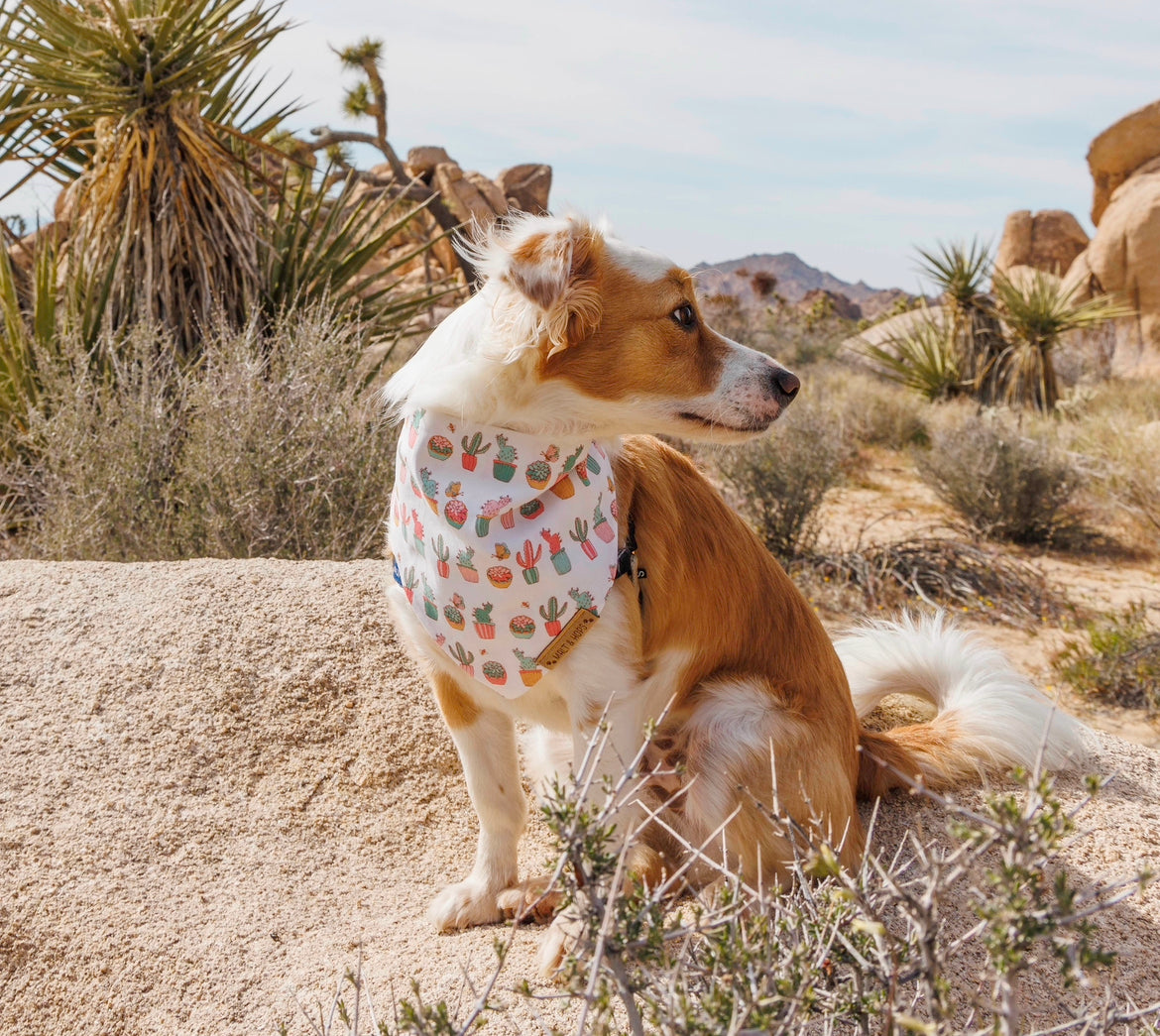 Bandana